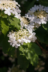 Soft focused close up shot of white viburnum flowers in bloom, blossoming guelder rose in spring among green foliage