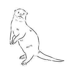 Vector of Asian Otter, Aonyx cinerea or Oriental Small-clawed Otter on whiet background.