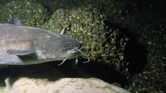 Big Catfish in the Aare River in Switzerland