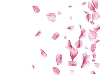 pink rose petals background
