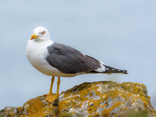 Yellow legged gull on a rock