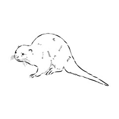 Vector of Asian Otter, Aonyx cinerea or Oriental Small-clawed Otter on whiet background.