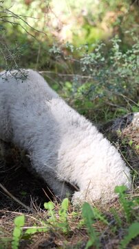 A Lagotto Romagnolo special working breed close up looking for truffles. The dog digging energetically, keen nose sniffing the ground, searching for truffles among leaves and roots. Vertical video of 