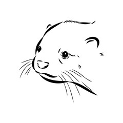 Vector of Asian Otter, Aonyx cinerea or Oriental Small-clawed Otter on whiet background.