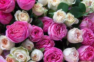 A large bouquet of pink and white roses close-up. Congratulations on the holiday. Love and tenderness. Close up
