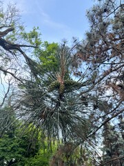 pine tree in the forest
