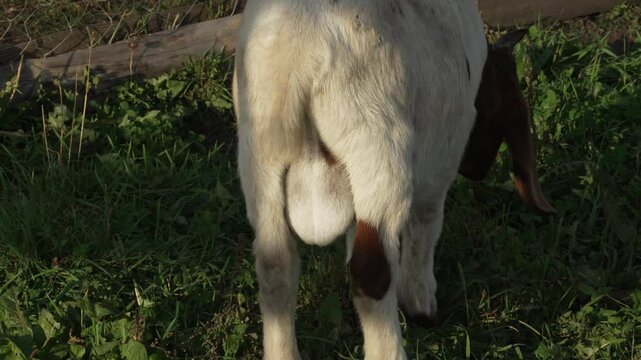 Goat testicles dangling between its legs while grazing. Hoofed animal goat. Bearded goats are feeding and grazing