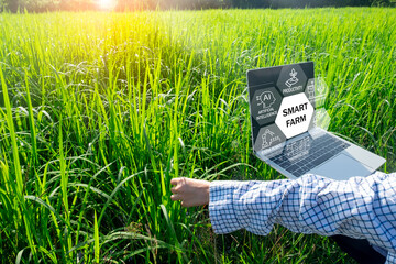 Farmer woman looking laptop with Smart farm and IoT(Internet of Things) in rice field.,Future Technology for smart digital agriculture concept.,IoT Sensors, Data Analytics, Precision Farming.