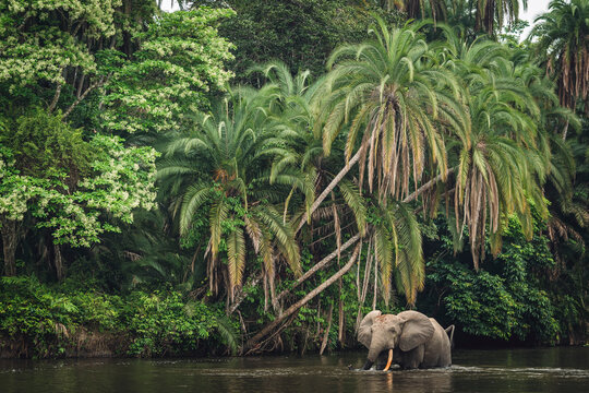 African forest elephant (Loxodonta cyclotis) and the Lekoli River. Odzala-Kokoua National Park. Cuvette-Ouest Region. Republic of the Congo