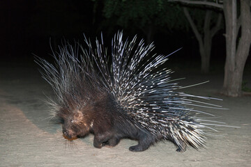 Cape porcupine or South African porcupine, (Hystrix africaeaustralis). Kalahari. Botswana