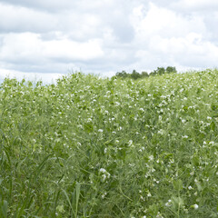 Culture de petits pois