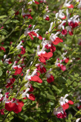 Obraz premium Salvia microphylla Hot lips rouge et blanche