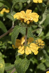 Phlomis fruticosa