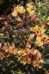 Alstrœmeria jaune orange © hcast