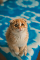 cat in the pool