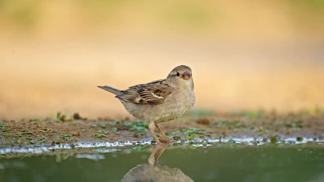 An immature House sparrow (Passer domesticus) drinking water from a spring in the desert