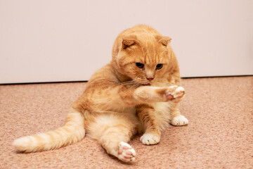 A cat is currently sitting on the floor with its paws outstretched and relaxed