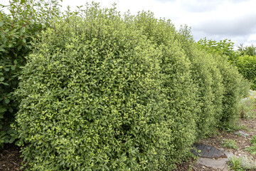 Haie de Pittosporum
