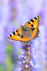 Aglais urticae small tortoiseshell butterfly isolated by nature