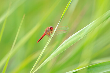 Common scarlet dragonfly, Crocothemis erythraea, resting