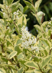 Gros plan de fleurs de troène panaché