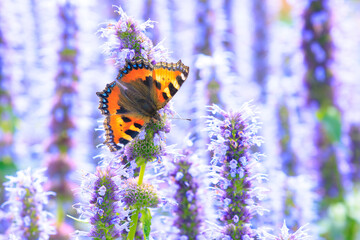 Aglais urticae small tortoiseshell butterfly isolated by nature