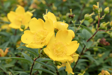 Hypericum hidcote	