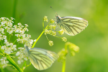 Green-veined white butterfly, Pieris napi, resting in a meadow foraging