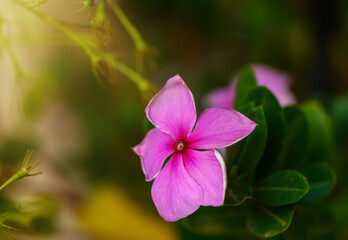 Delicate pink flower blooming in a vibrant garden during the warm afternoon sunlight