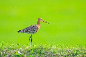 Black-tailed godwit Limosa Limosa foraging in a green meadow