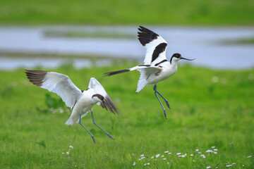 Pied Avocet, Recurvirostra avosetta, mating