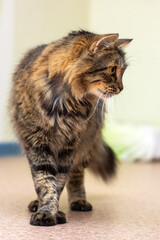 A domestic cat is walking gracefully on a soft carpet in a room