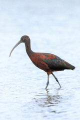 Glossy ibis, Plegadis falcinellus, wader bird in breeding plumage