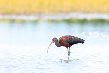 Glossy ibis, Plegadis falcinellus, wader bird in breeding plumage