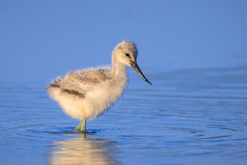 Pied Avocet Recurvirostra avosetta wader bird chick