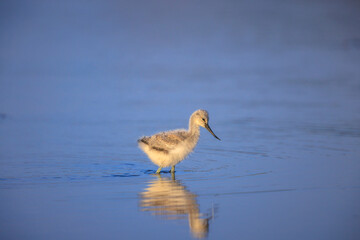Pied Avocet Recurvirostra avosetta wader bird chick