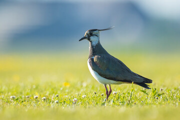 Northern lapwing, Vanellus vanellus, wading bird in a meadow