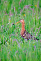 Black-tailed godwit Limosa Limosa foraging in a green meadow