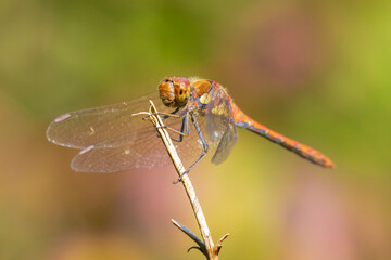 Common Darter Sympetrum striolatum male