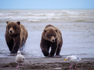 Coastal brown bear, also known as Grizzly Bear (Ursus Arctos). South Central Alaska. United States...