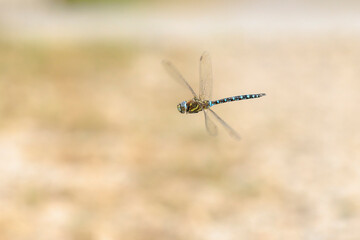 Migrant hawker, Aeshna mixta, dragonfly hunting