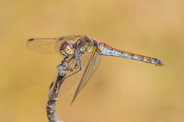 Common Darter, Sympetrum striolatum, male resting