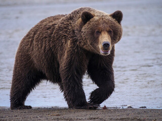 Coastal brown bear, also known as Grizzly Bear (Ursus Arctos). South Central Alaska. United States...