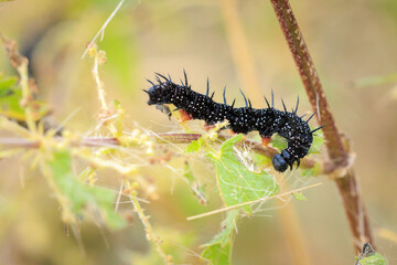 Aglais io, Peacock butterfly caterpillar