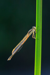 Common winter damselfly, Sympecma fusca,