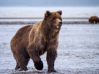Coastal brown bear, also known as Grizzly Bear (Ursus Arctos). Cook Inlet. South Central Alaska....