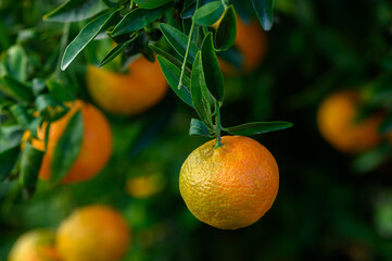 Vibrant orange fruit hanging from lush green branches in a sunny orchard during harvest season