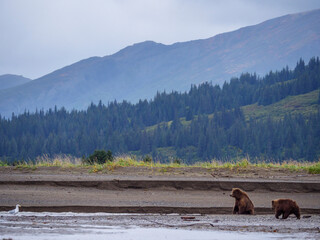 Coastal brown bear, also known as Grizzly Bear (Ursus Arctos) female and cub. South Central Alaska....