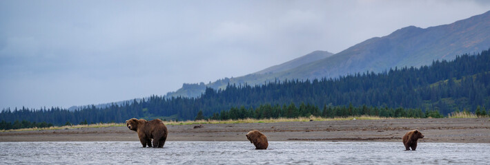 Coastal brown bear, also known as Grizzly Bear (Ursus Arctos) female and cubs. South Central...