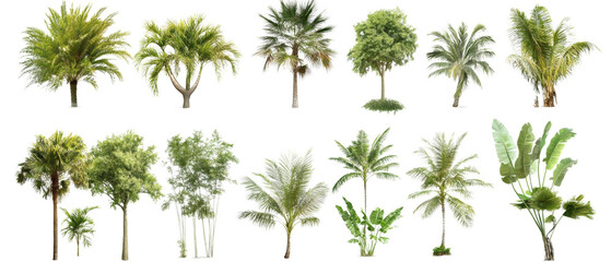 A collection of different palm trees isolated transparent background